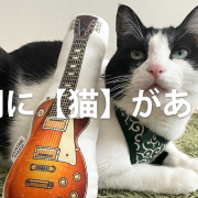 歌詞に【猫】がある曲